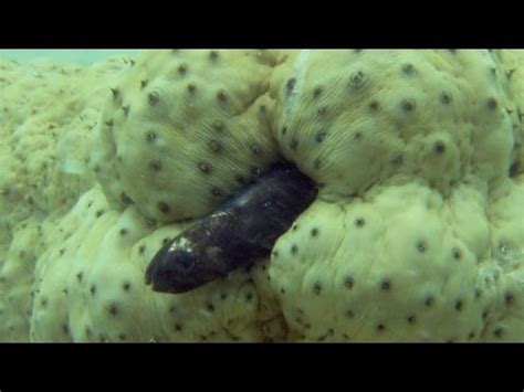 butt fish|This Fish LIVES Inside BUTTS .